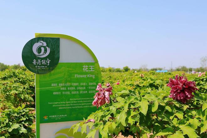 课堂与花海同框是假日休闲观光的好去处pg电子模拟器试玩菏泽冠宇牡丹园自然(图5)